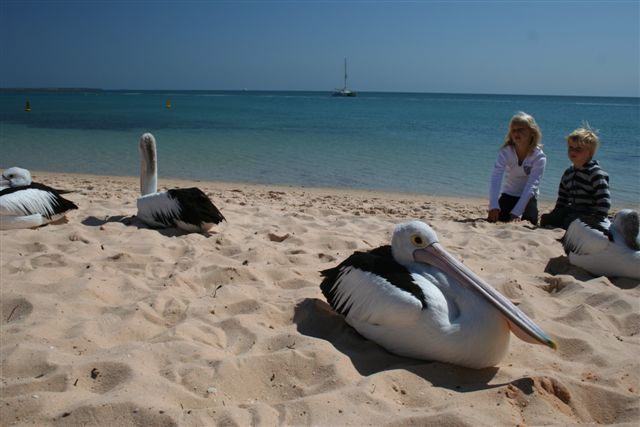 Rondreis door Australie met gezin